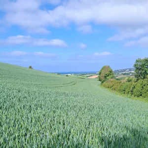 field of corn under a blue sky