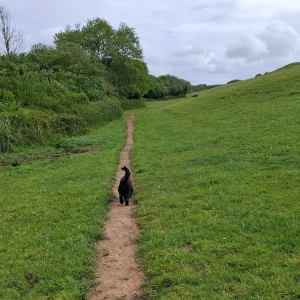dog walking along path in green field