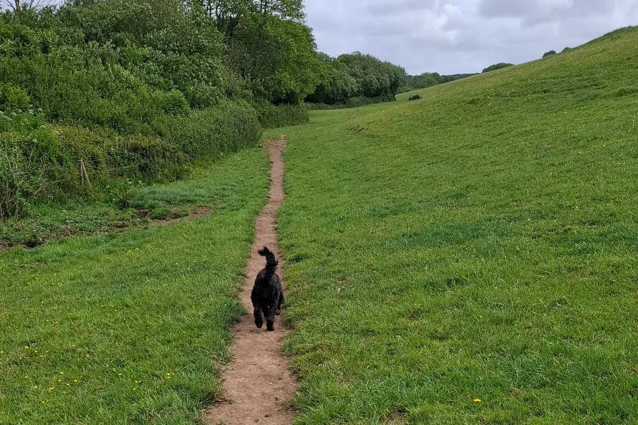 dog walking along path in green field